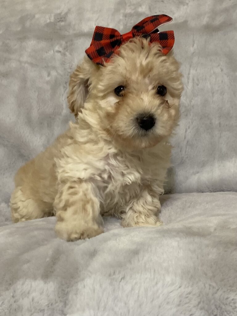 Toy Poodle puppies for sale- Adorable tiny tails in missouri